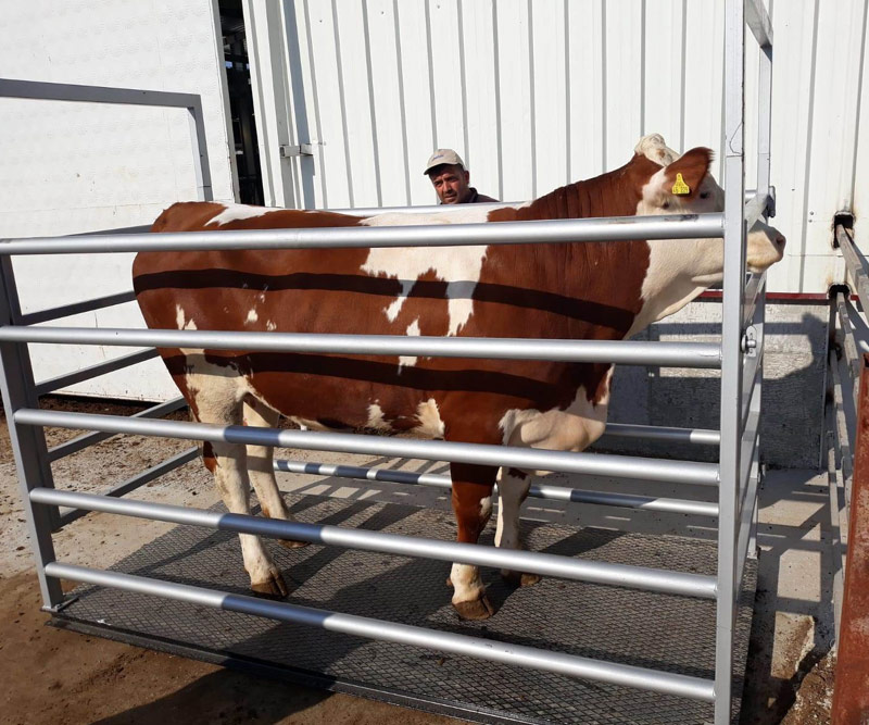 KONTARTI Konya hayvan baskülü,hayvan kantarı,elektronik hayvan baskülü,küçükbaş hayvan kantar