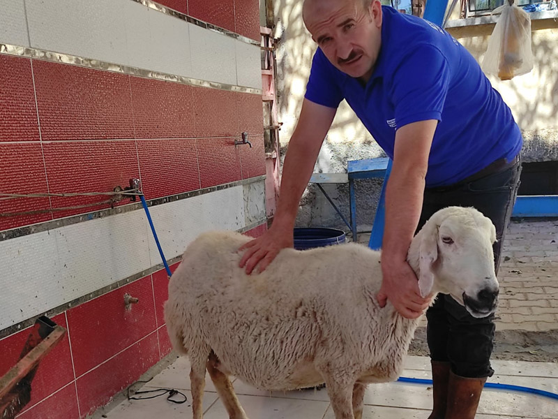 MEHMET meram adakçı, adak kesen yerler, adaklık kuzu fiyatları, konya adak kurban satışı