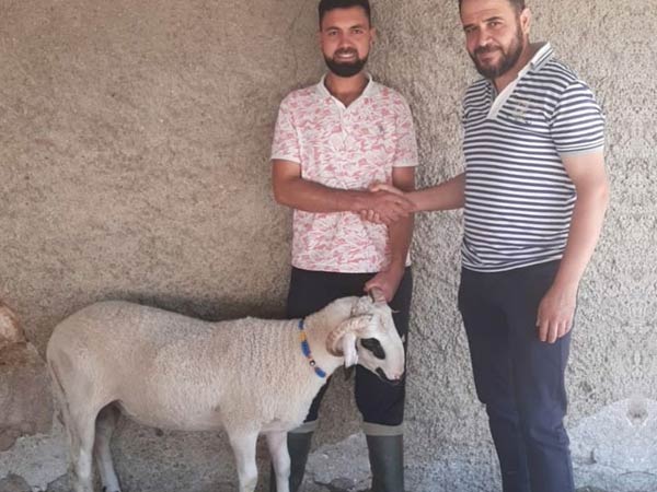 Hatiip  Konya adak kurban, adakcı, akika kurban, adaklık kuzu, adaklık koyun, adak kurban fiyatları